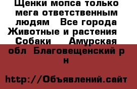 Щенки мопса только мега-ответственным людям - Все города Животные и растения » Собаки   . Амурская обл.,Благовещенский р-н